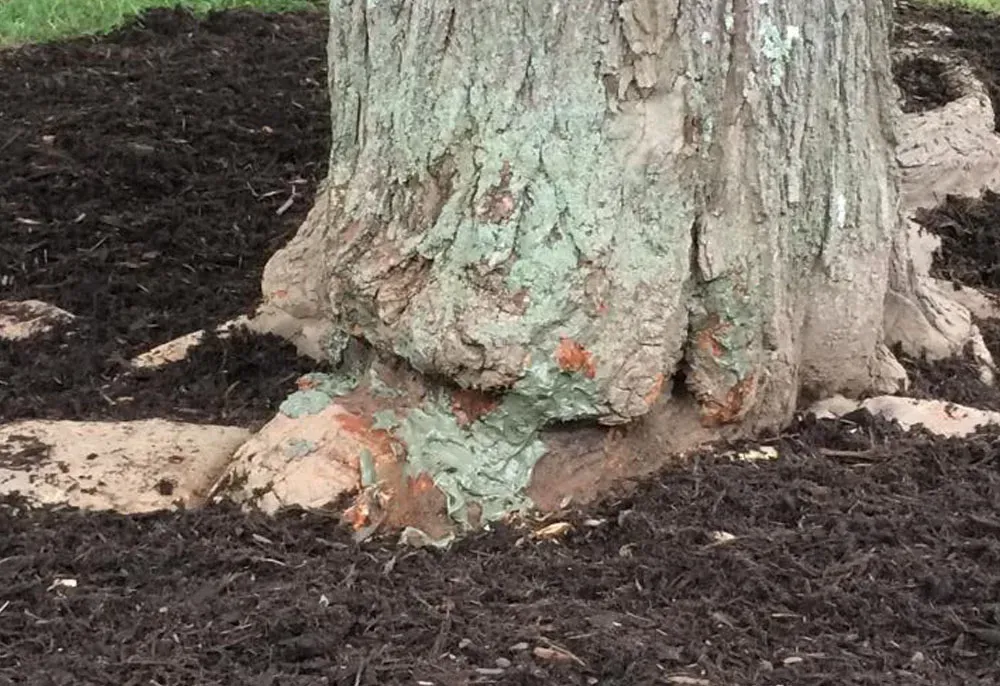 Base of a tree with exposed roots surrounded by dark mulch. The bark is textured and green.