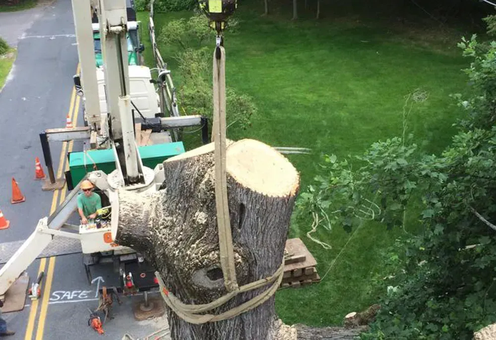 A tree stump being lifted by a crane, worker in the lift controls the crane, road and grass in background.