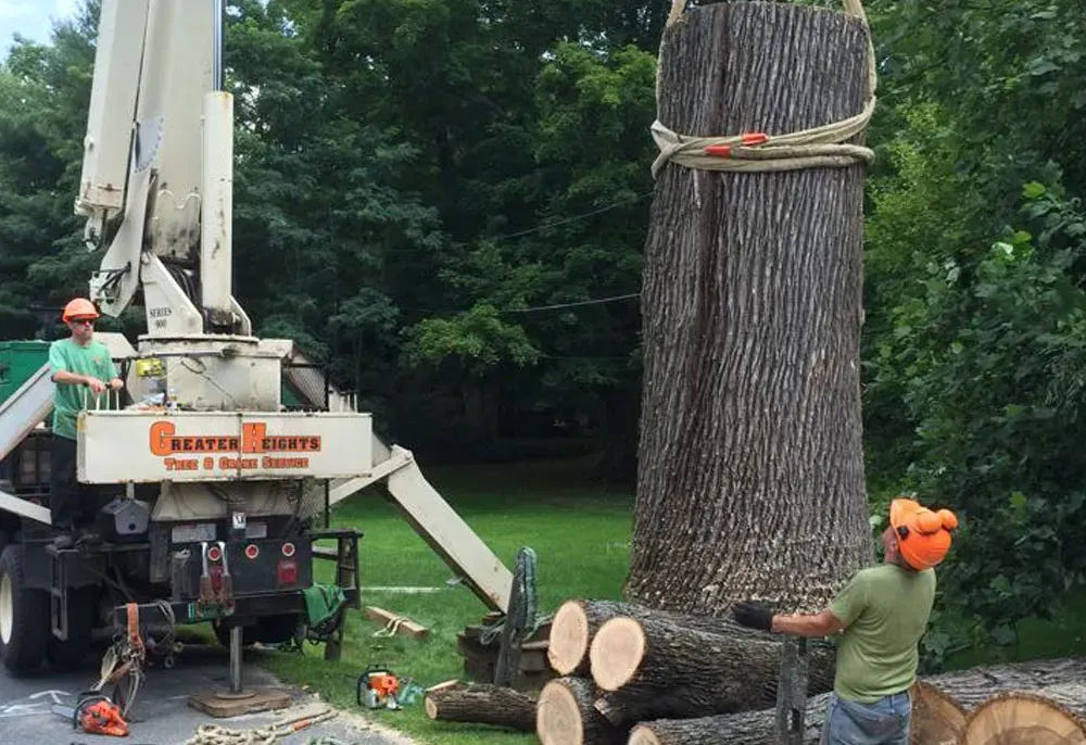 Tree removal: Workers using a crane to lift a large tree trunk, surrounded by cut logs and equipment.