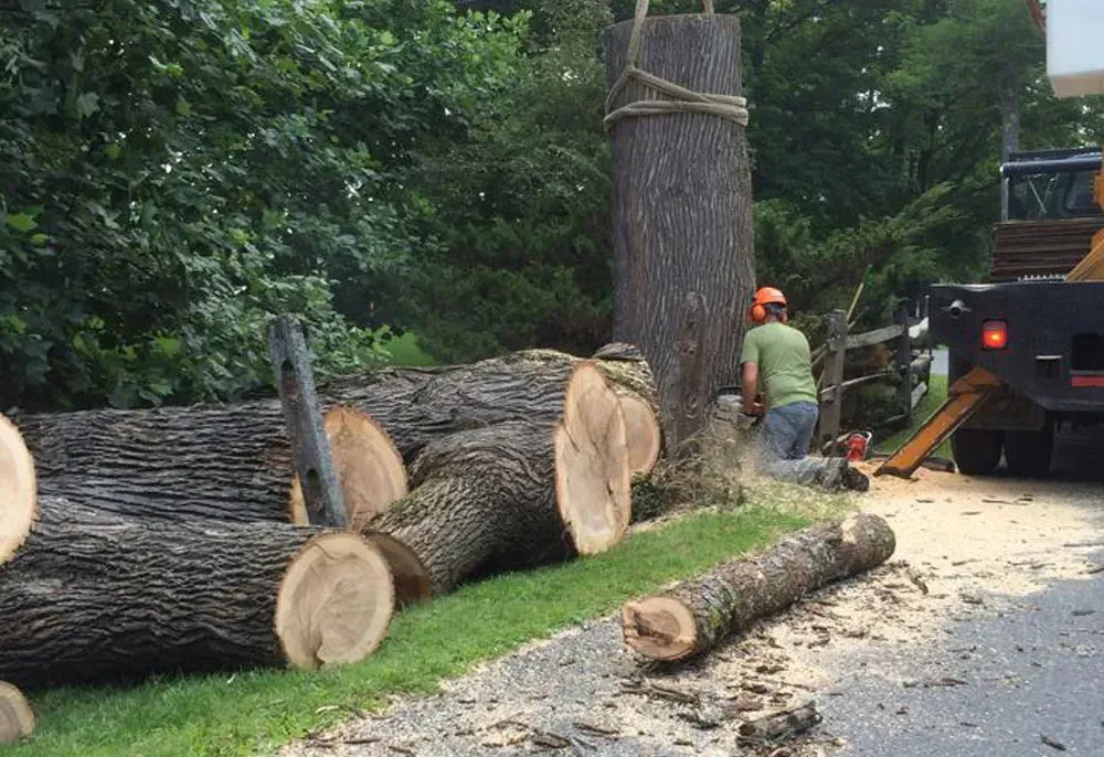 A tree being cut down. A person in orange safety gear uses a chainsaw. Logs lie on the ground.