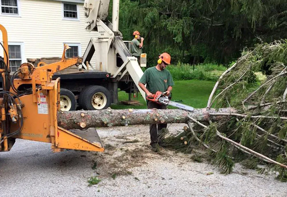 Two tree service workers cutting a large tree branch with a chainsaw near a wood chipper.