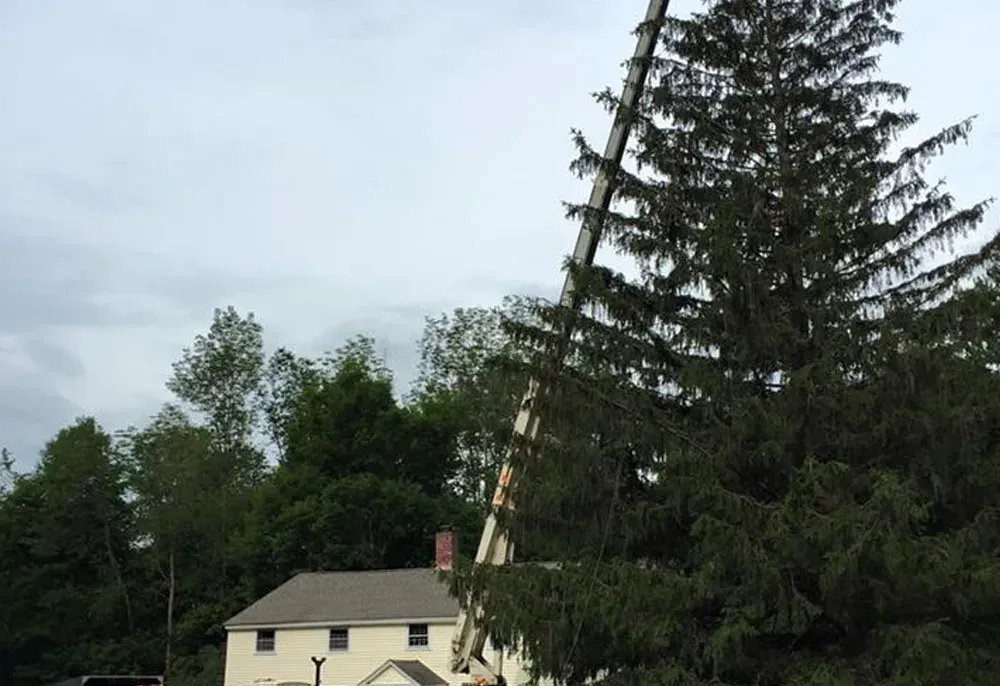A crane extends its long arm over a tall evergreen tree next to a house under a cloudy sky.
