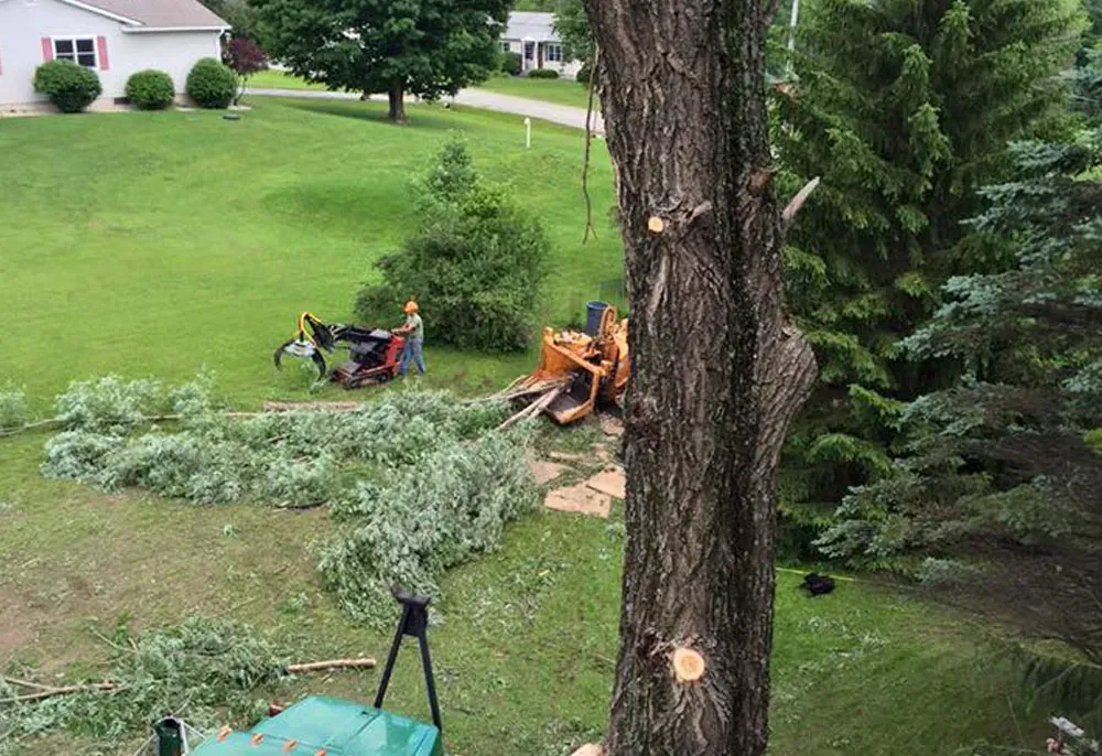 Tree being cut down in residential yard. Tree branches on the ground, wood chipper, worker.