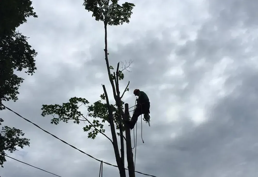 Person trimming a tall tree with safety ropes under a cloudy sky.