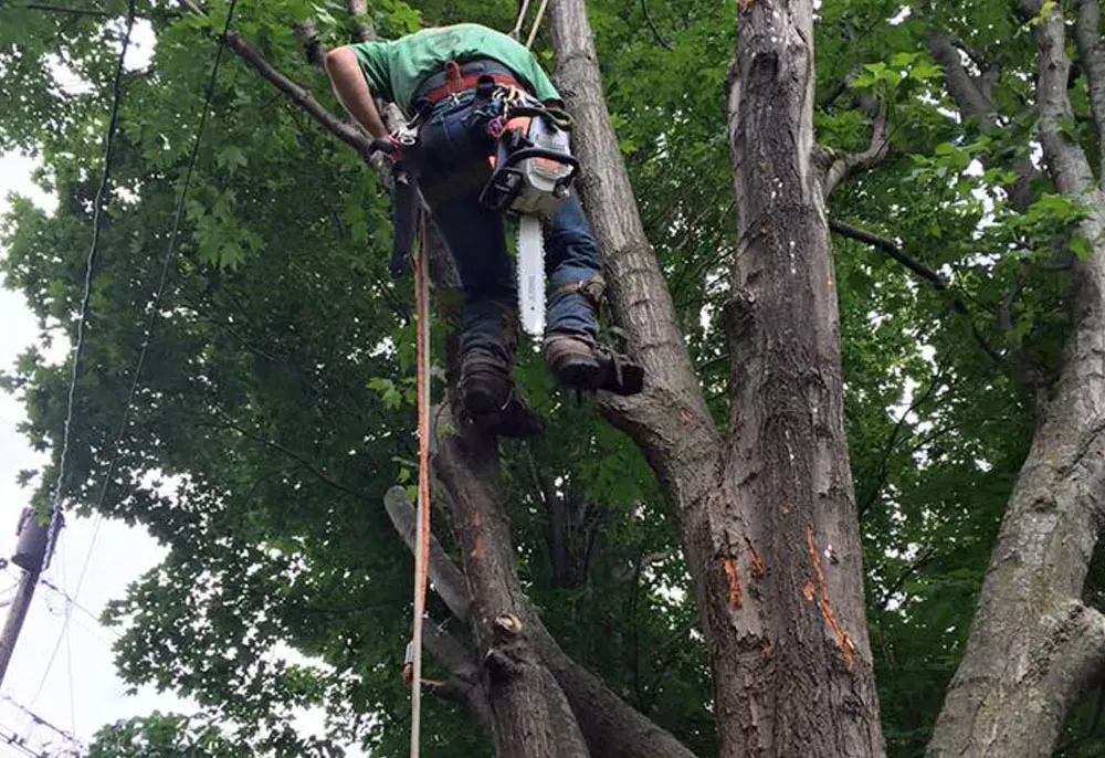 Arborist in a tree, using a chainsaw. He is secured with ropes and safety gear, working amongst green foliage.