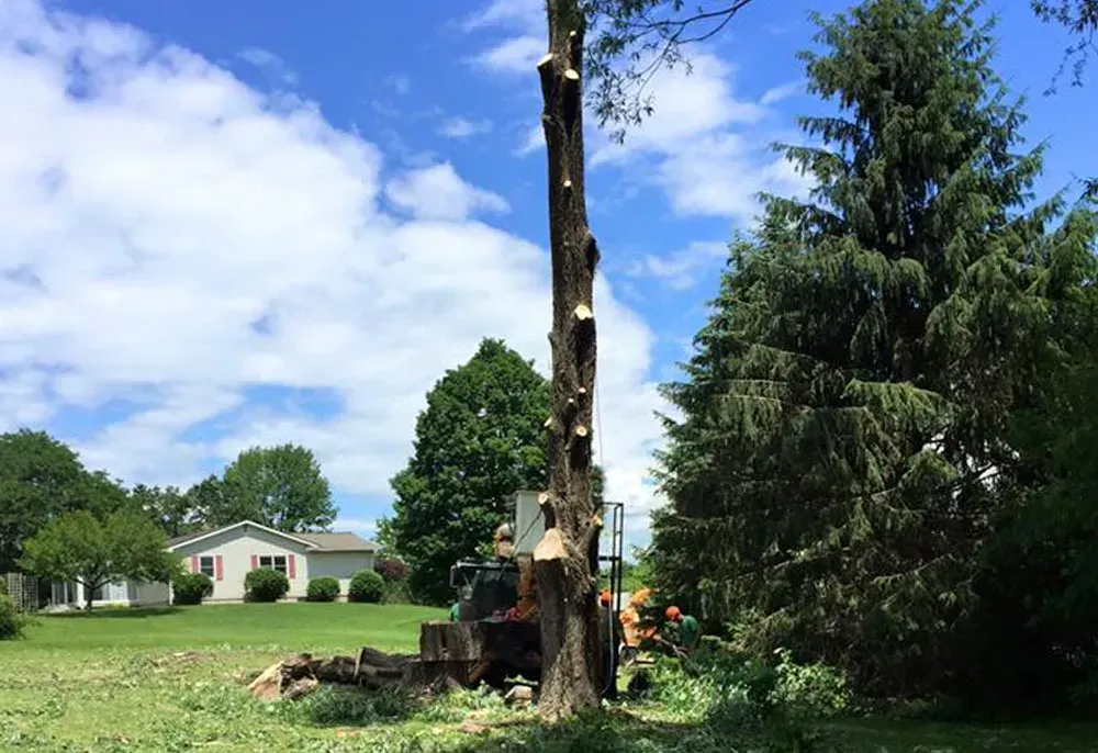 Tree being trimmed with a tractor in a grassy yard, house in the background. Blue sky with white clouds.