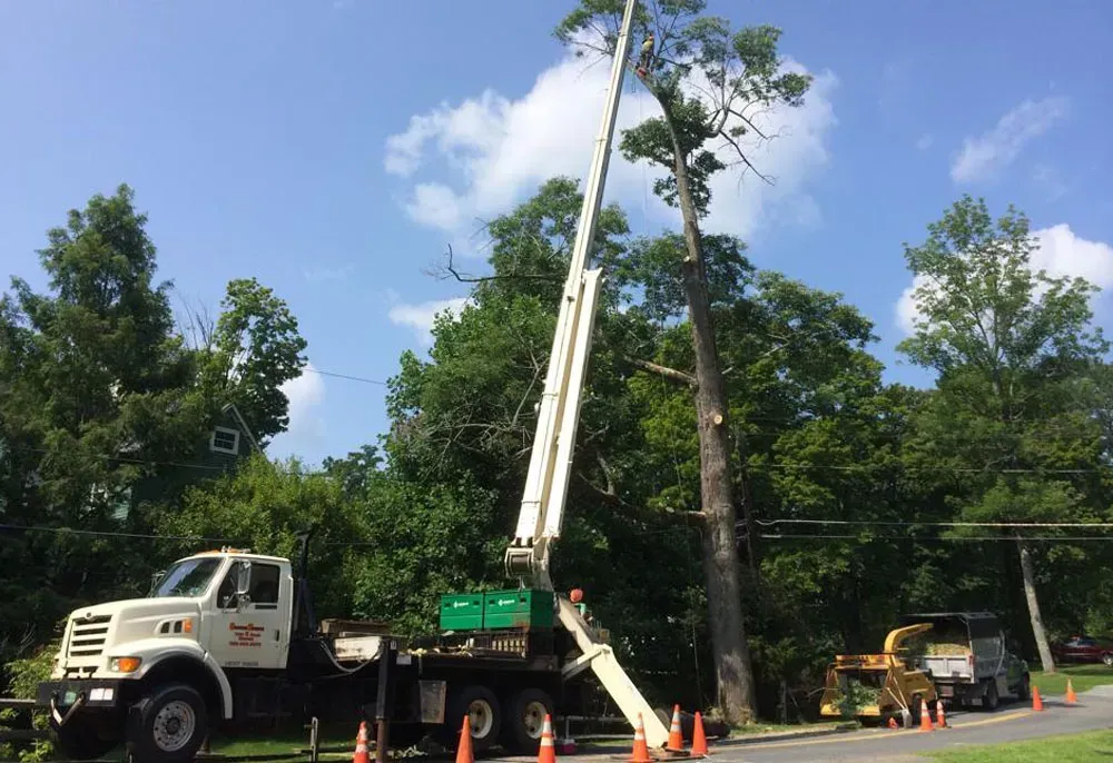 A utility truck with an extended boom lift positioned to prune a tall tree, with a wood chipper parked on the side.