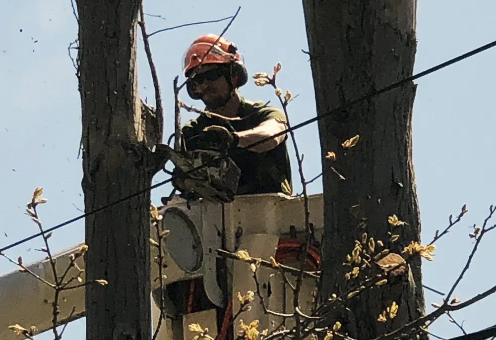 Arborist in a lift truck, cutting a tree with a chainsaw near power lines.
