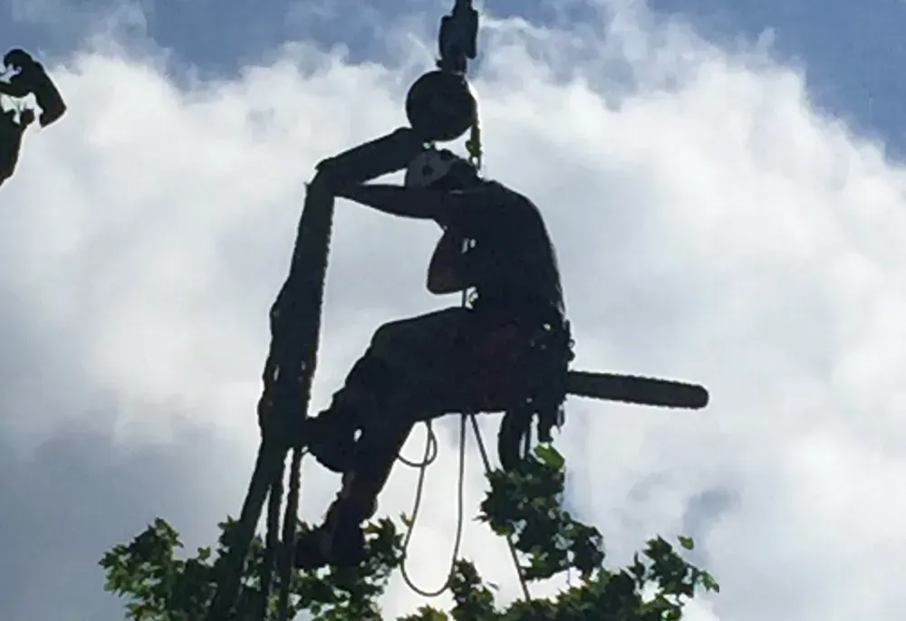 Arborist in a tree, silhouetted against a cloudy sky, operating a chainsaw.