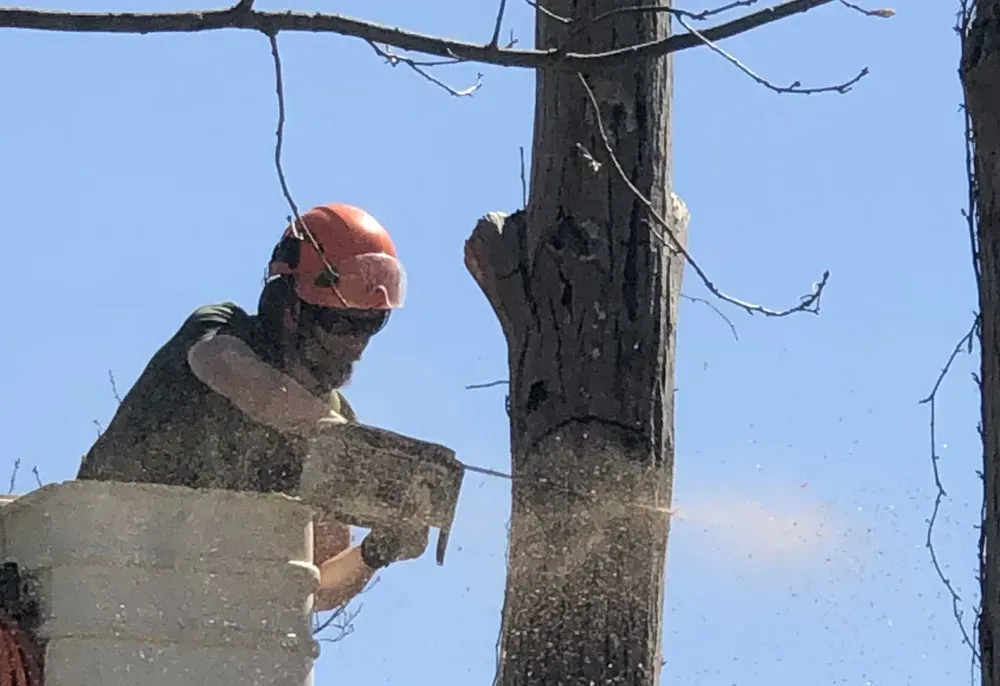 A worker in a lift saws a tree trunk, wood chips flying, under a clear blue sky.