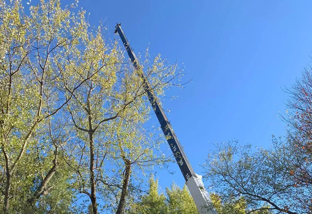 A tall crane arm extends into a clear blue sky alongside large, budding trees in spring.