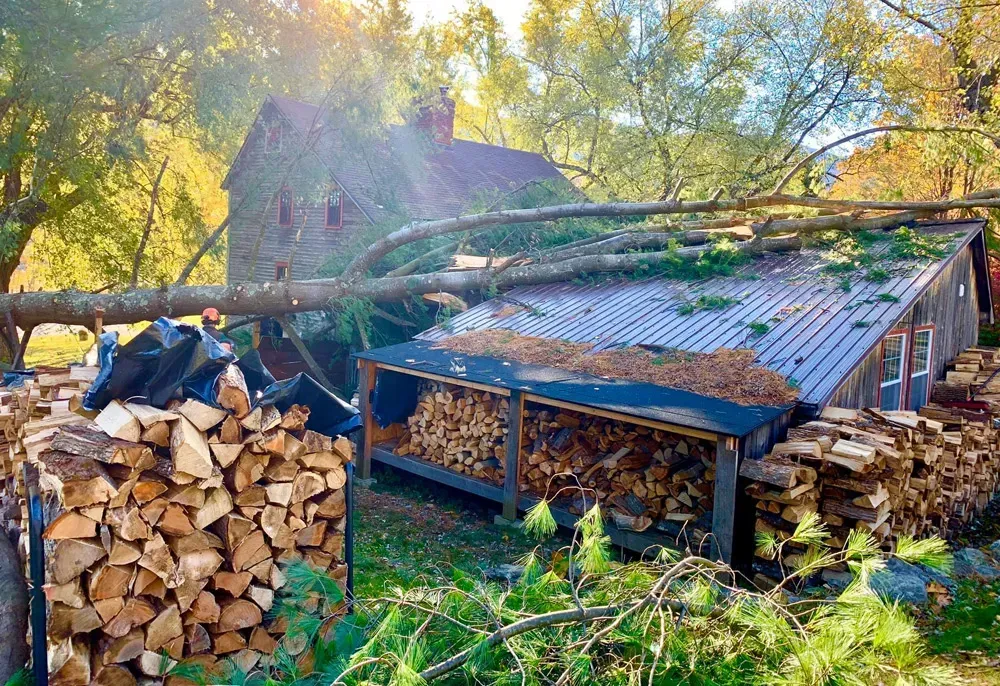Tree fallen on a shed roof, near a house and firewood stacks, in an outdoor setting on a sunny day.