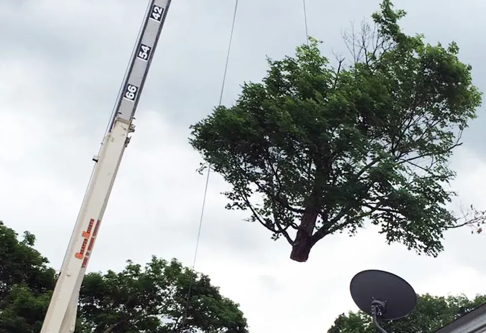 A crane lifting a tree by ropes, sky and rooftops in the background.