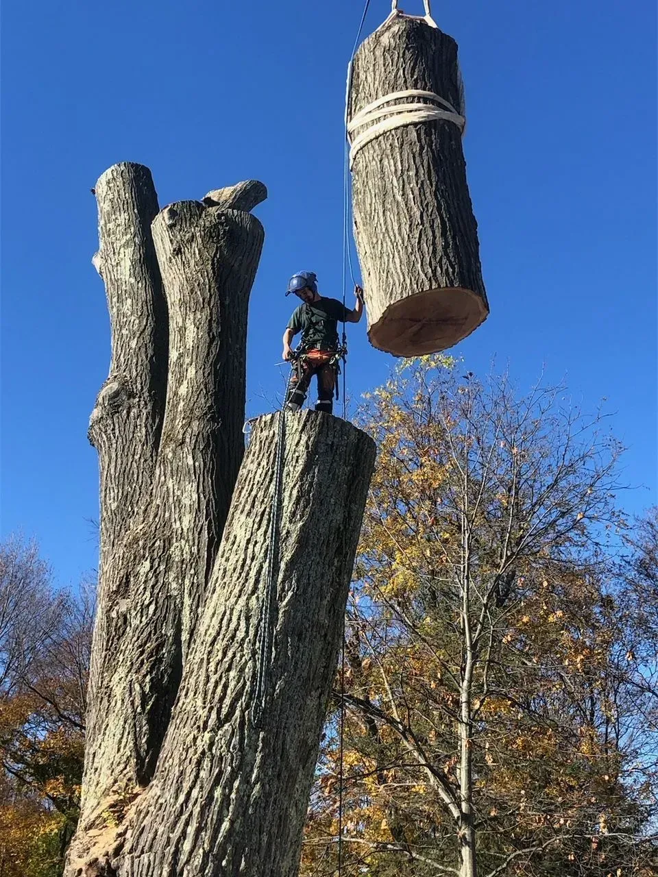 Arborist cutting tree trunk, log suspended above, clear blue sky.