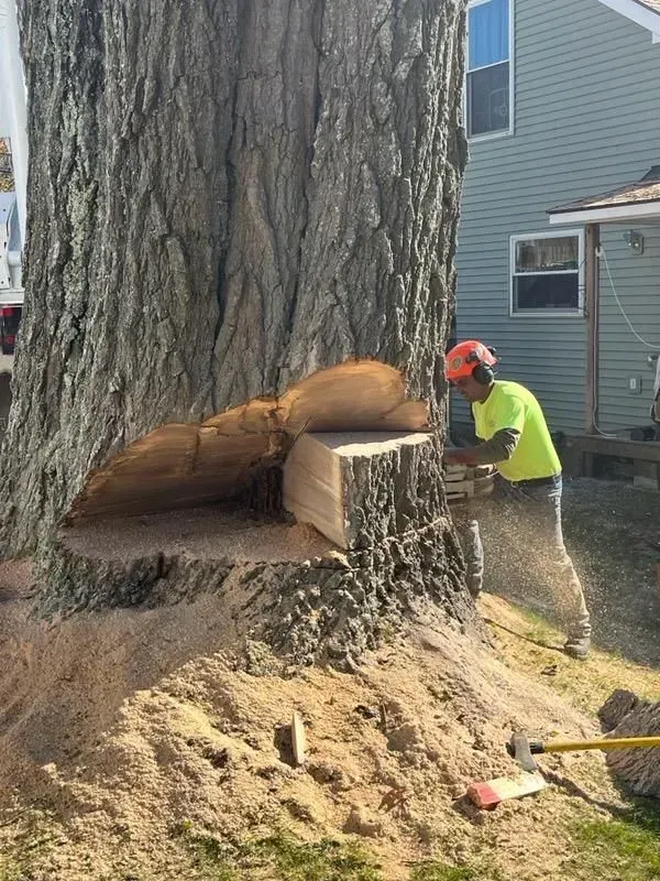 Man in safety gear using a chainsaw to cut down a large tree trunk, outdoors.