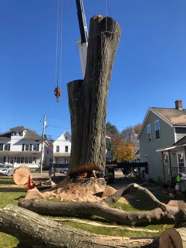 A crane lifts a large, severed tree trunk in a residential neighborhood on a sunny day.