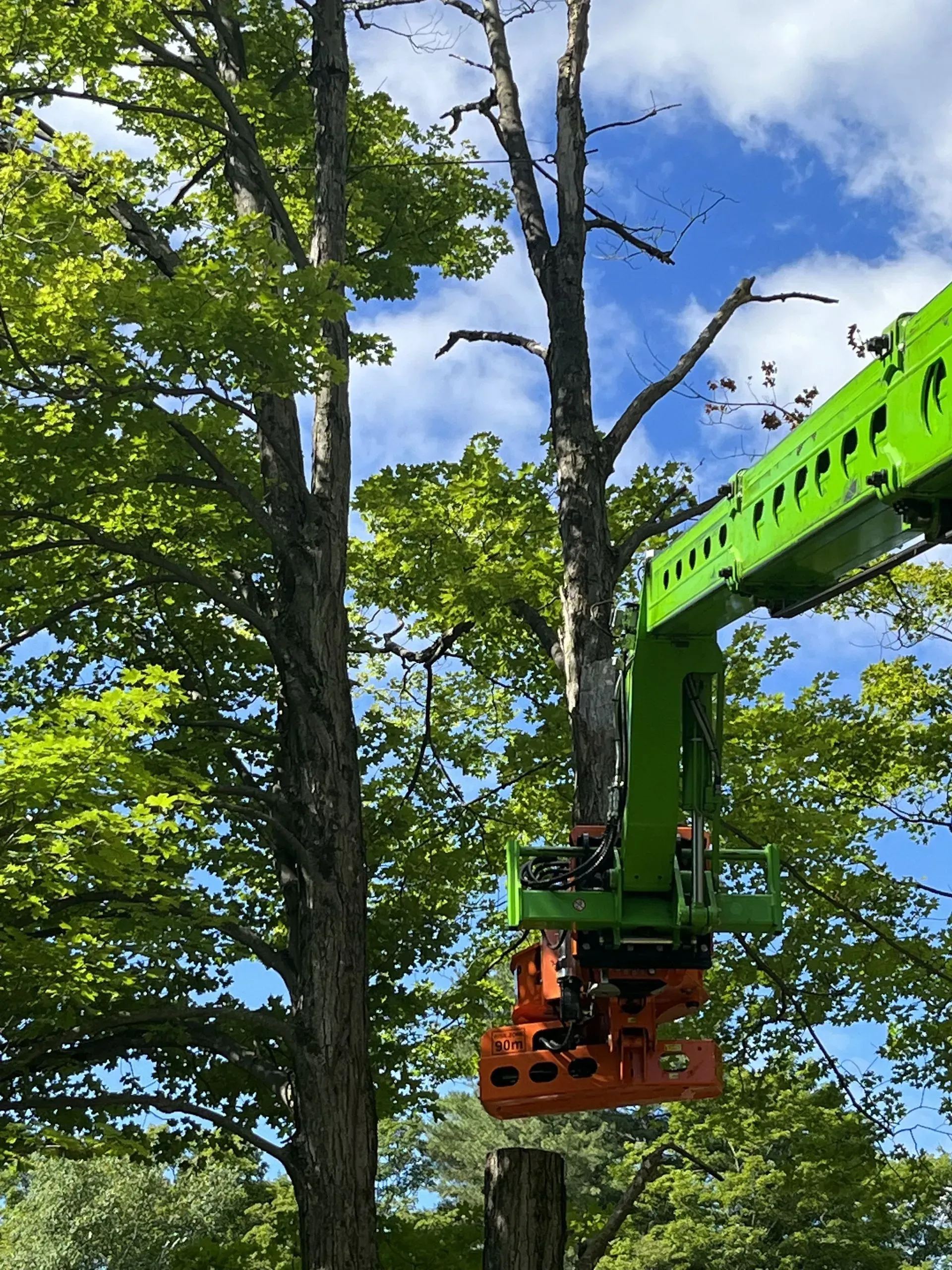 A green tree-cutting machine cutting down a tree against a blue sky with visible branches and foliage.