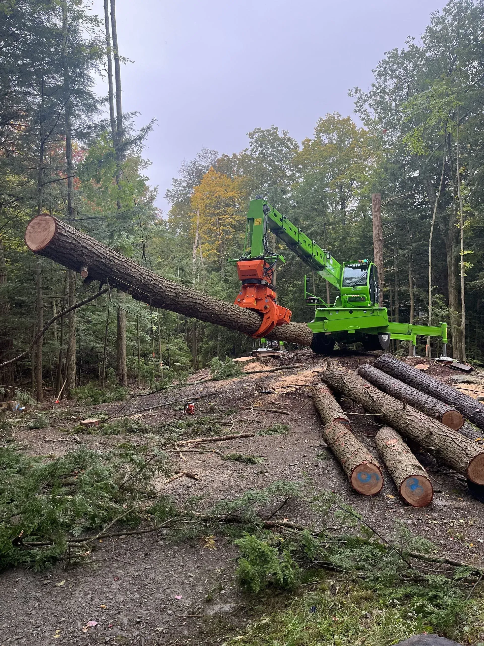 Green logging machine lifting a large tree trunk in a forest, logs nearby.
