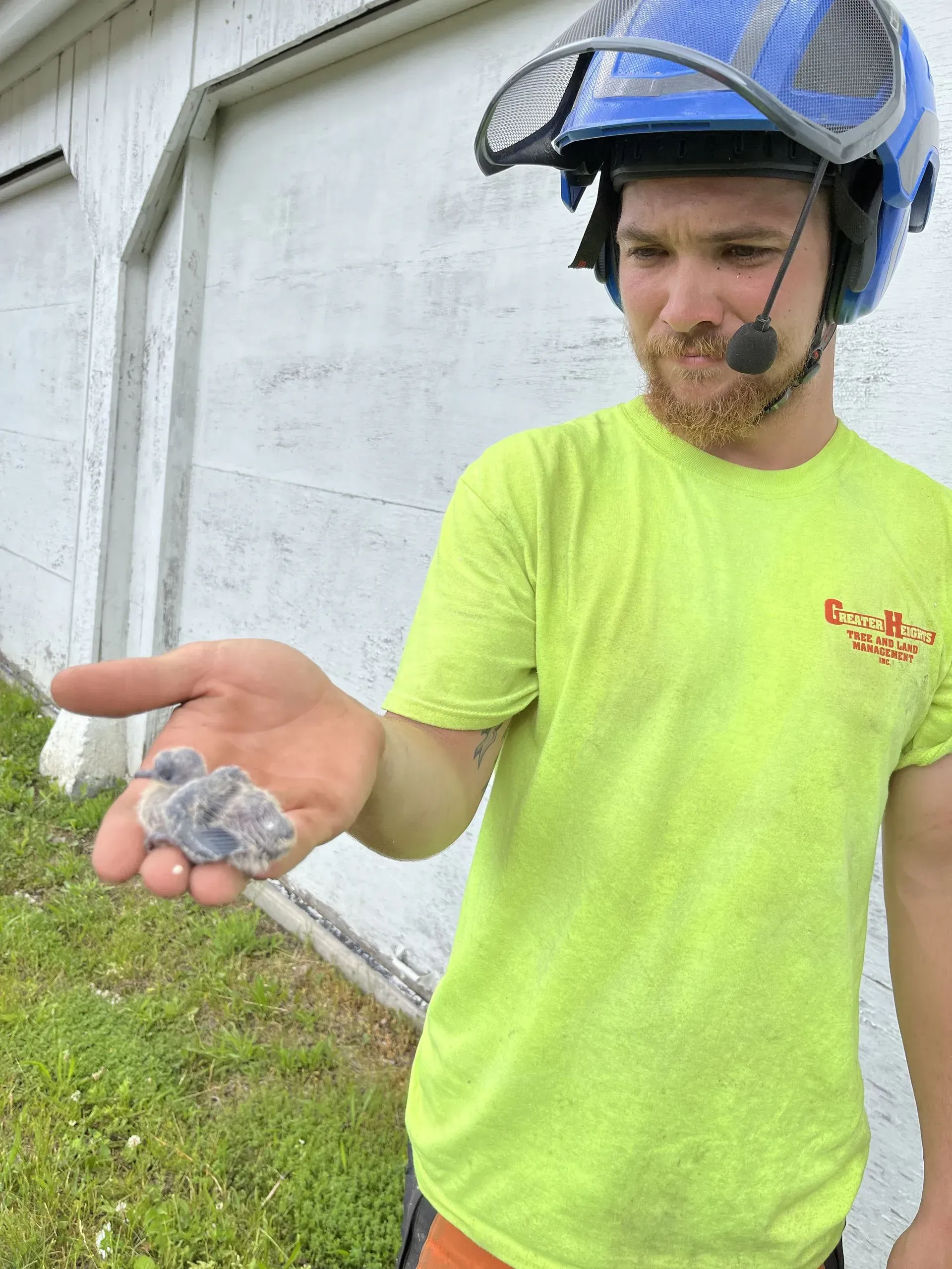 Man in neon green shirt and blue helmet holds small, gray baby birds in his palm, near a white building.