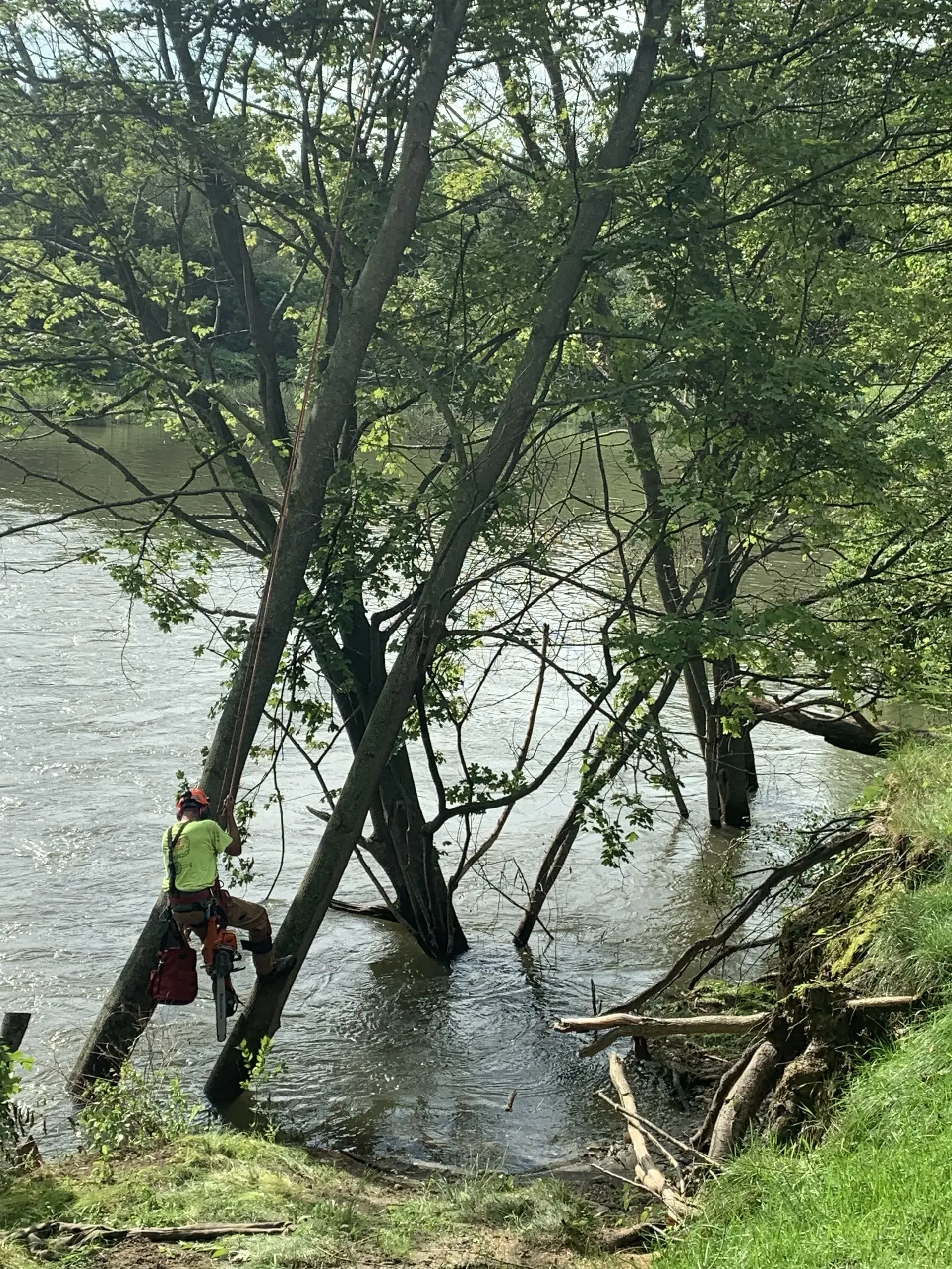 Arborist in safety gear working on a tree leaning over a river. Green trees, water, and muddy bank.
