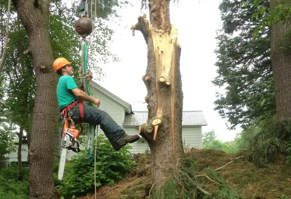 Arborist in safety gear cutting a damaged tree, using a rigging system with a heavy ball.