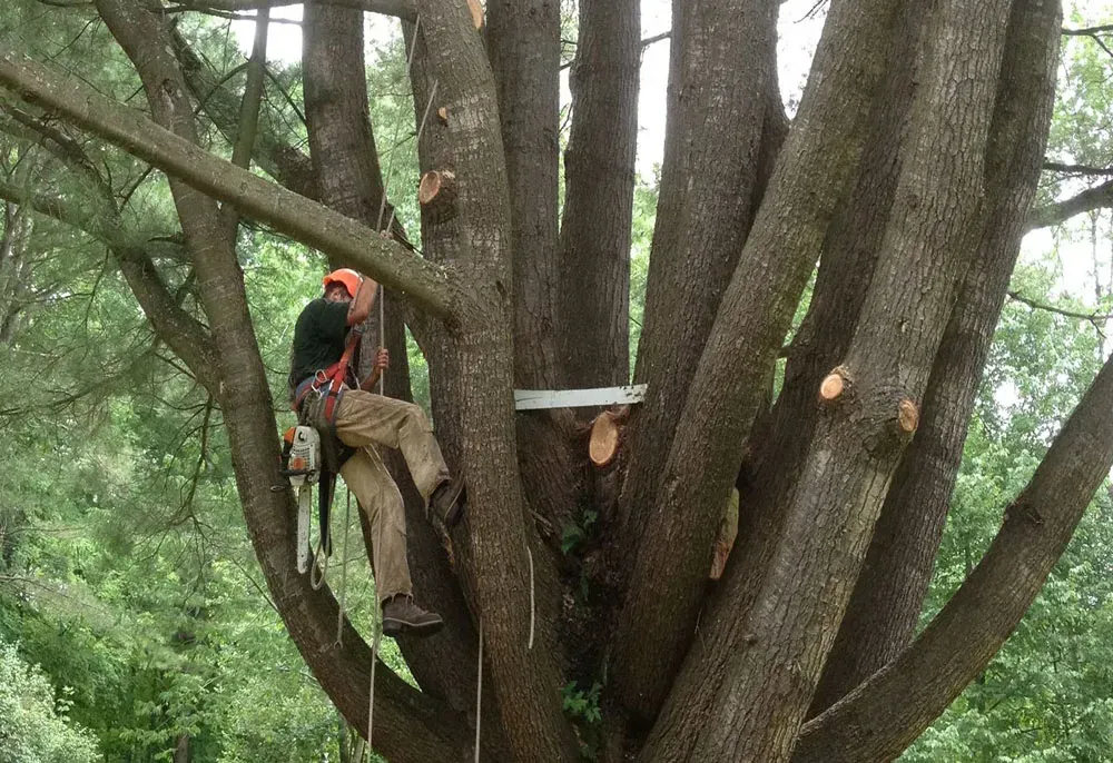 Arborist in safety harness, cutting tree branches with a chainsaw.