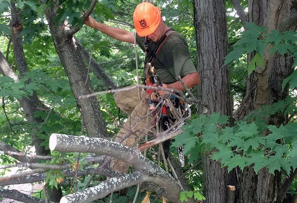 Arborist in orange hard hat trimming tree branches with a saw.