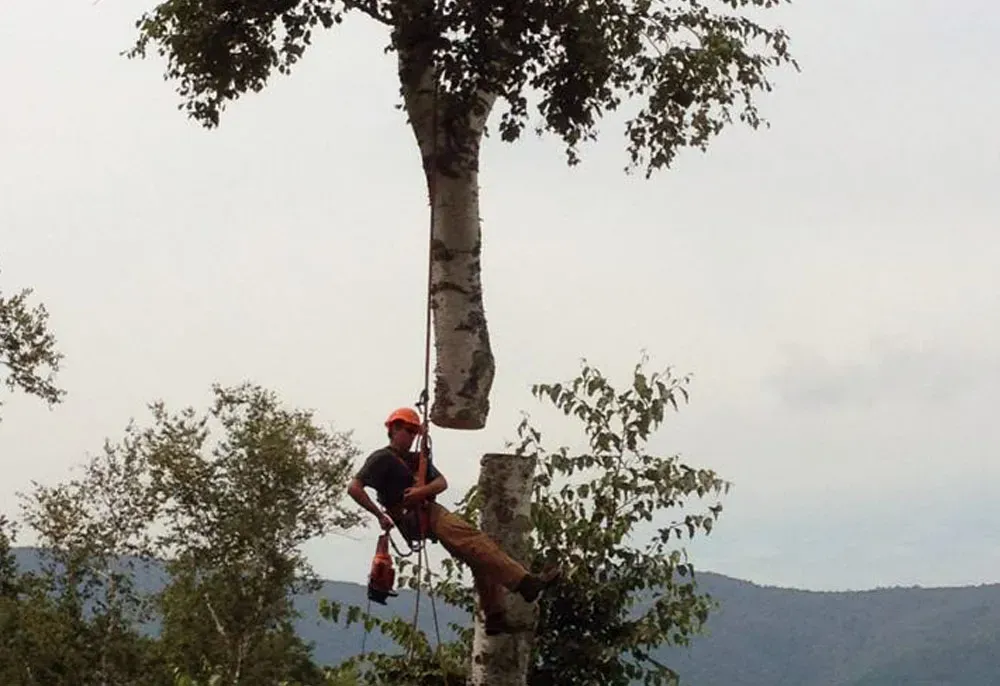 Arborist cuts a tall tree trunk, suspended with ropes and safety gear, outdoor setting.