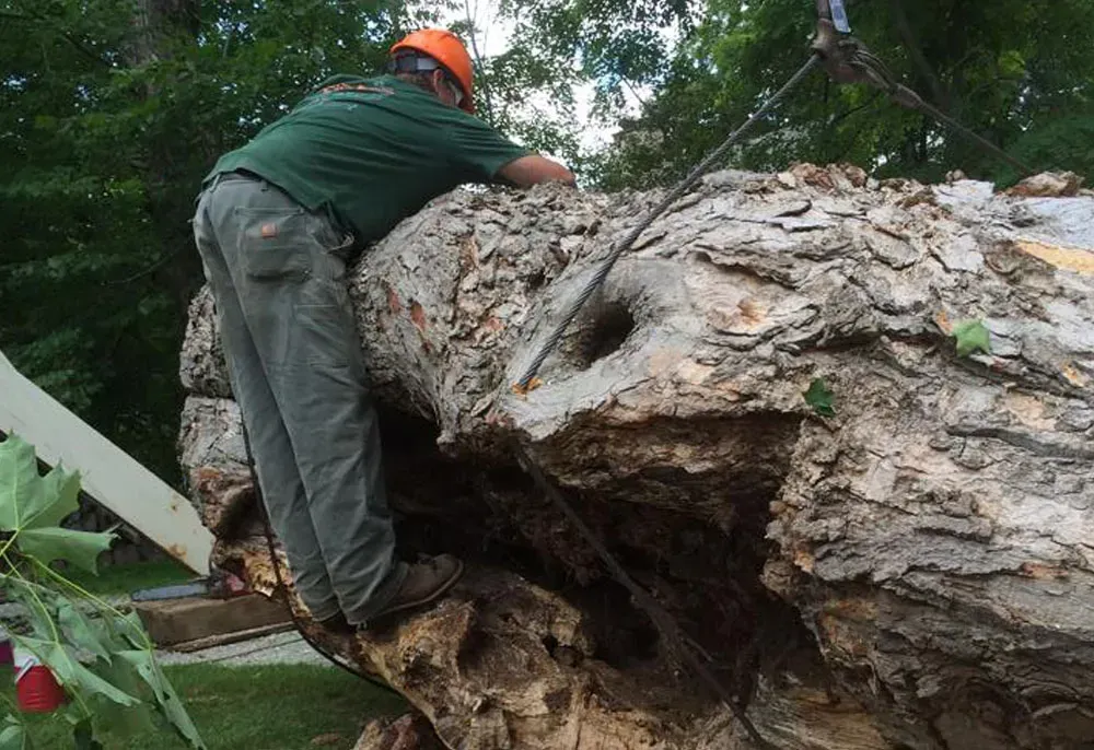 Arborist in hard hat inspecting a large tree trunk, likely after felling it. Outdoors, green shirt, gray pants.