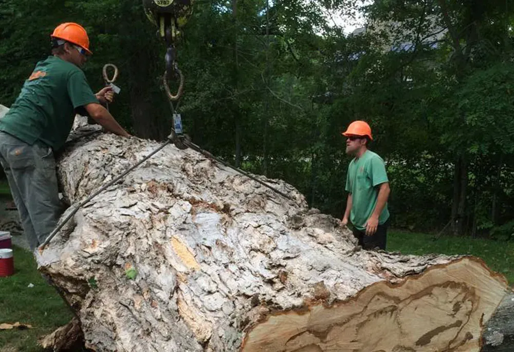Two workers with hard hats lift a large tree trunk.