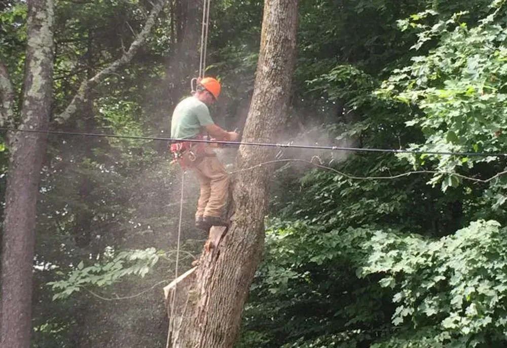 Tree surgeon in harness uses a chainsaw to cut a tree limb, with sawdust in the air.