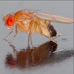 Fruit fly