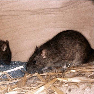 Mice