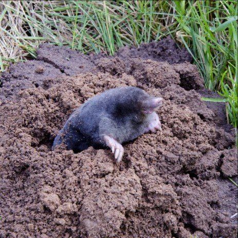 Mole