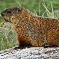 Ground hogs