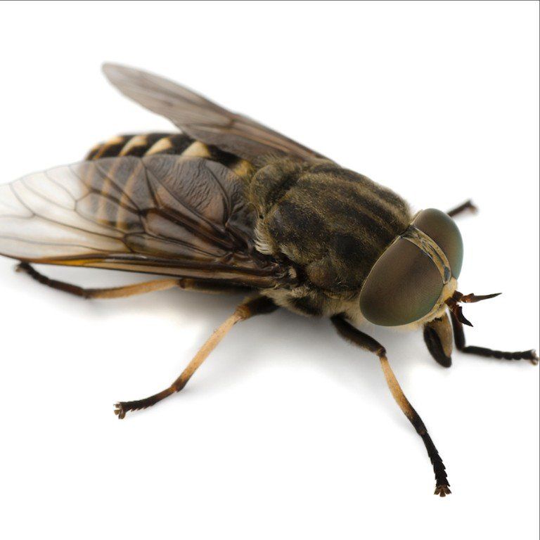 Flies