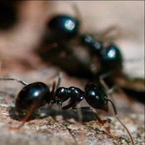 Ants