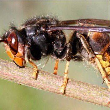 Hornet