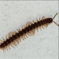 Millipede