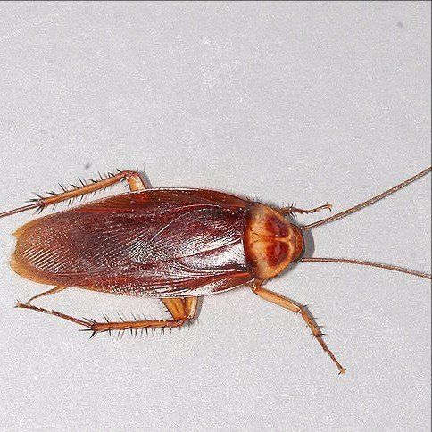 Cockroach