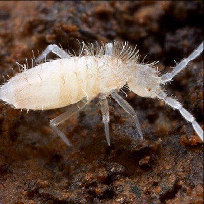 Springtail