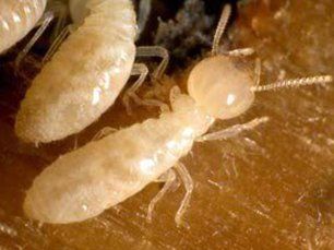 Pest Guide Jackson NJ | Pest Control, Ants & Termites ...