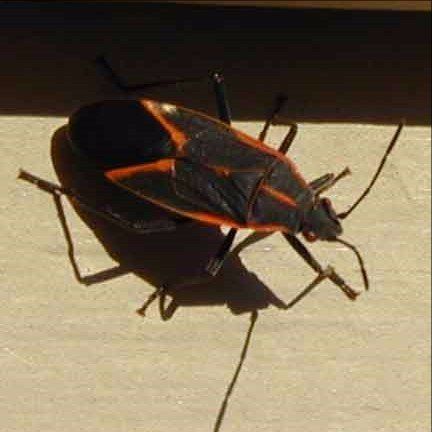 Box elder bug