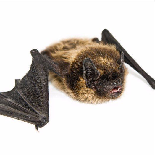 Bat