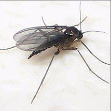 Gnats