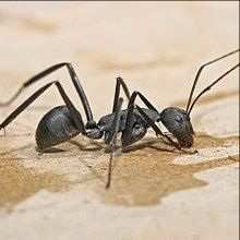 Carpenter ant
