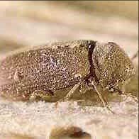 Powederpost beetles