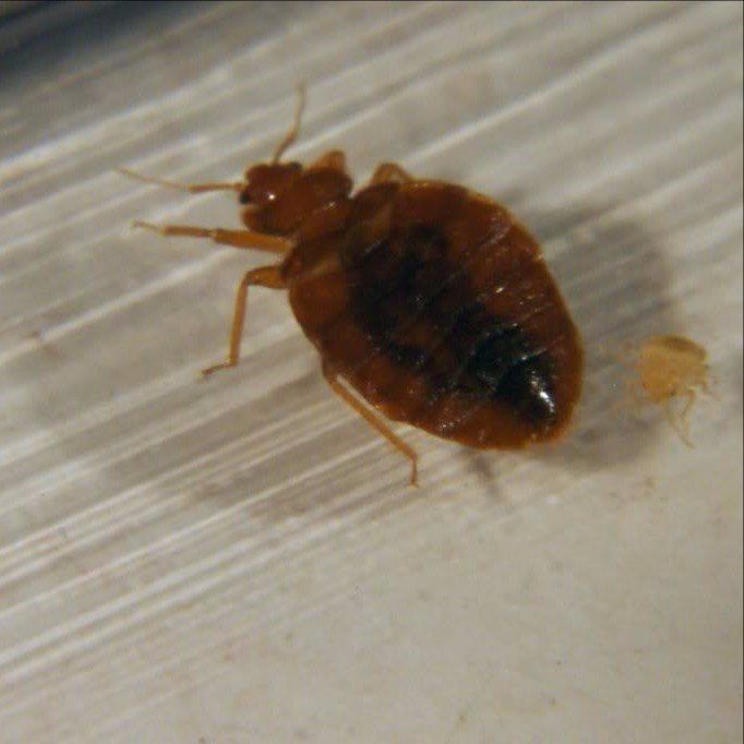 Bed Bugs