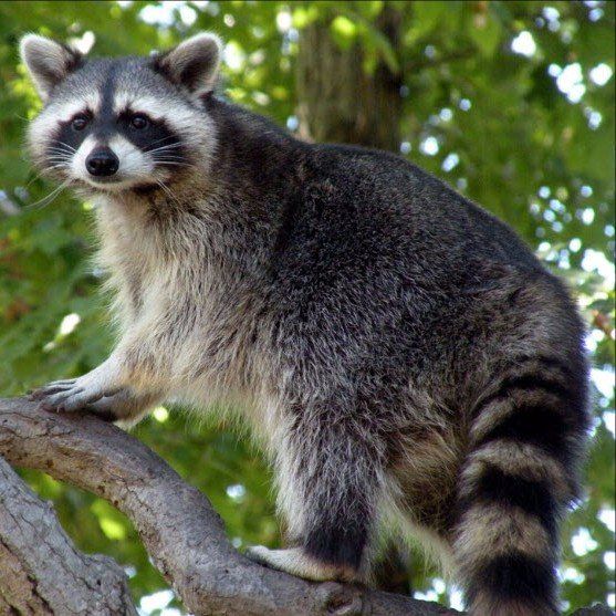 Raccoon