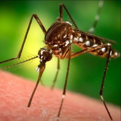 Mosquito